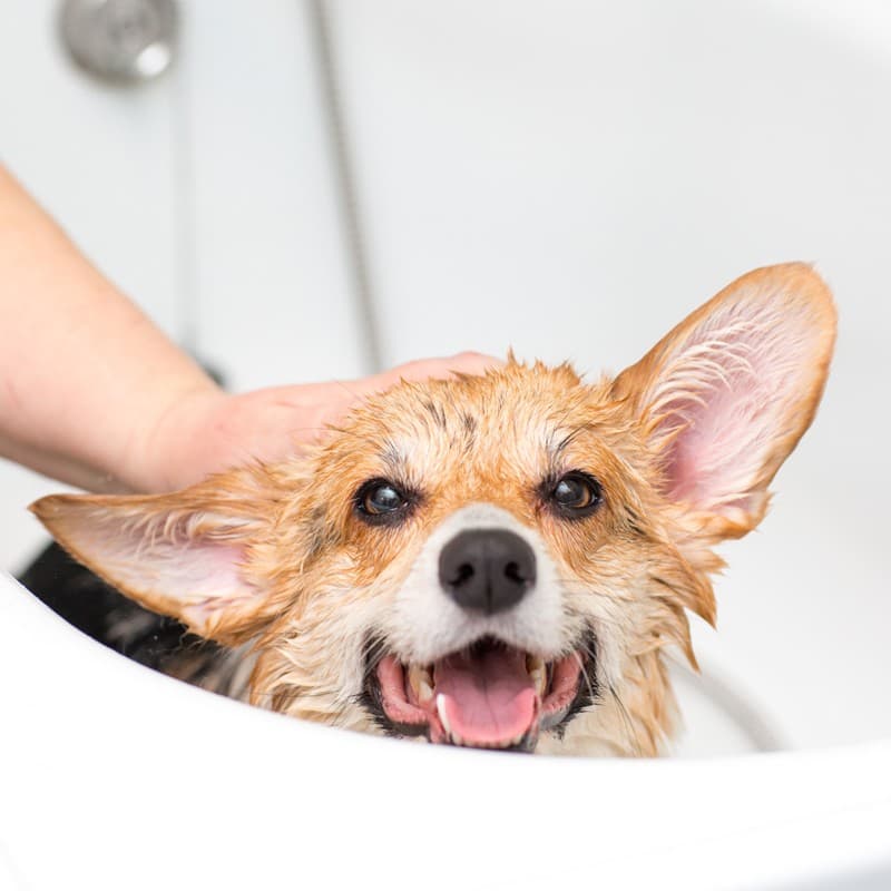 Autolavado para perros en Ourense