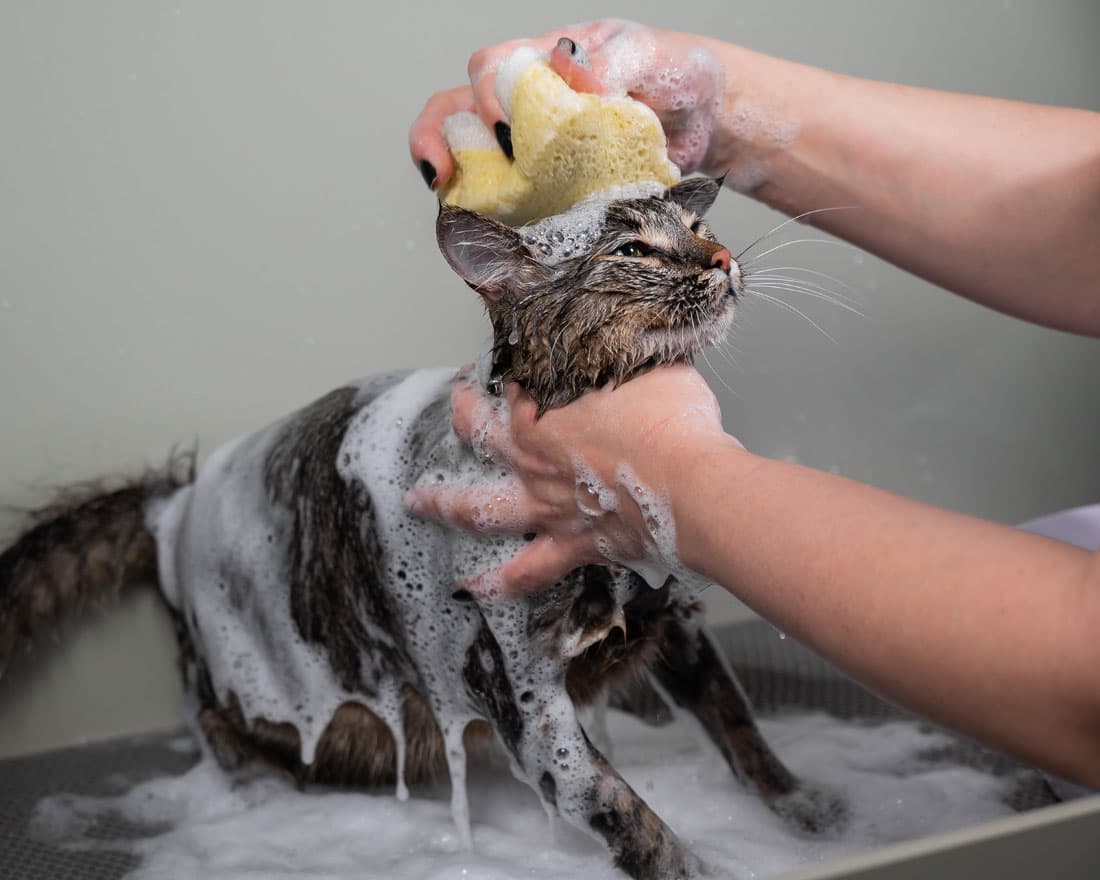 Lavado de mascotas en Ourense