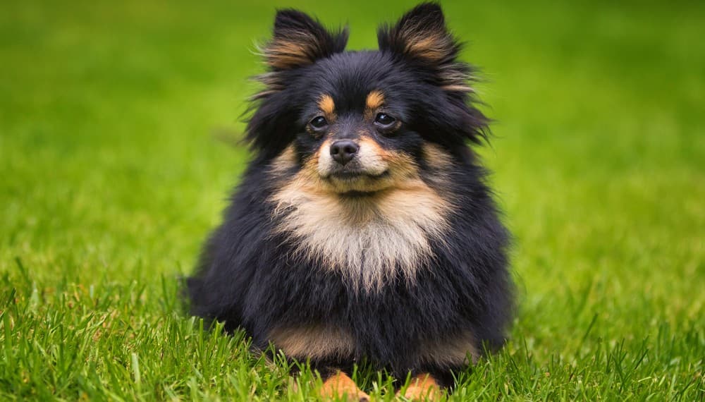 Pomerania