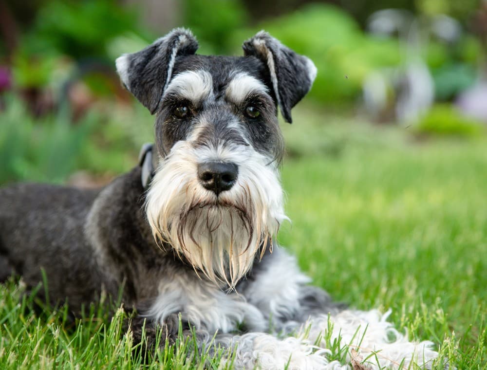 Schnauzer