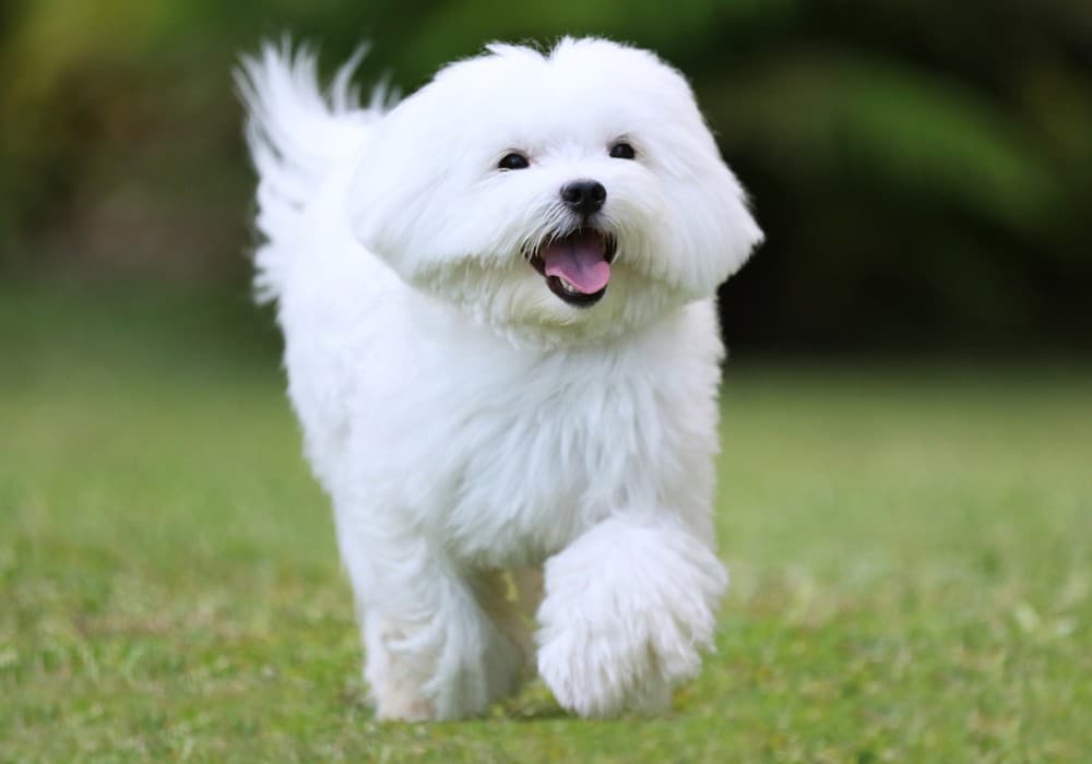 Bichón maltés
