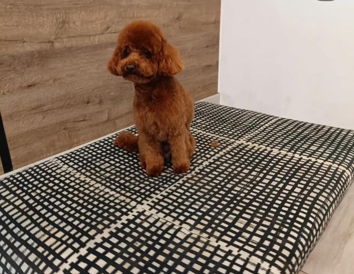 Nuestra historia tras Mi Mascota Barrocás