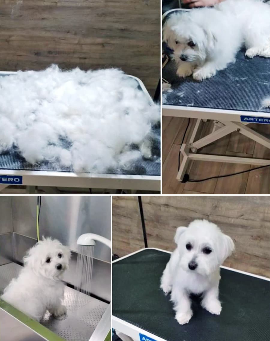 Mi Mascota Barrocás