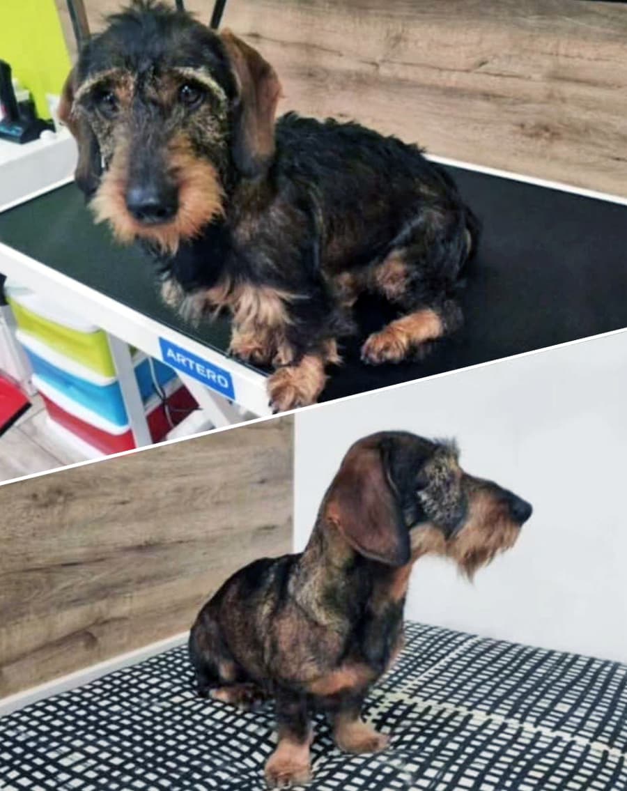 Mi Mascota Barrocás