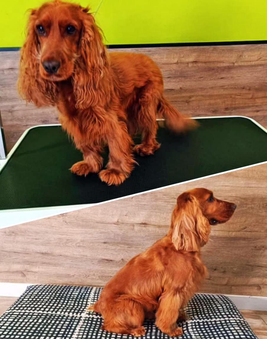 Mi Mascota Barrocás