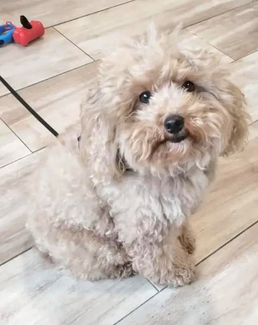 Mi Mascota Barrocás