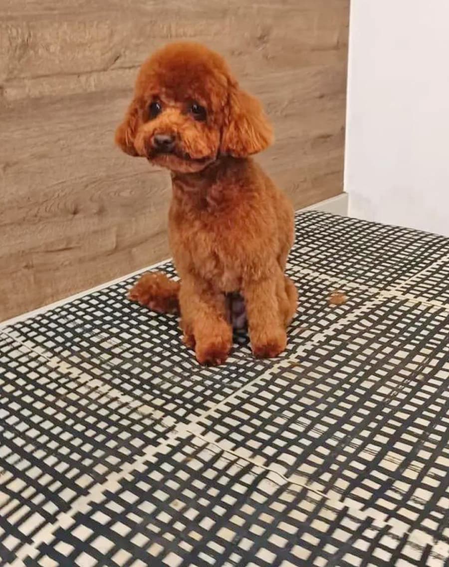 Mi Mascota Barrocás