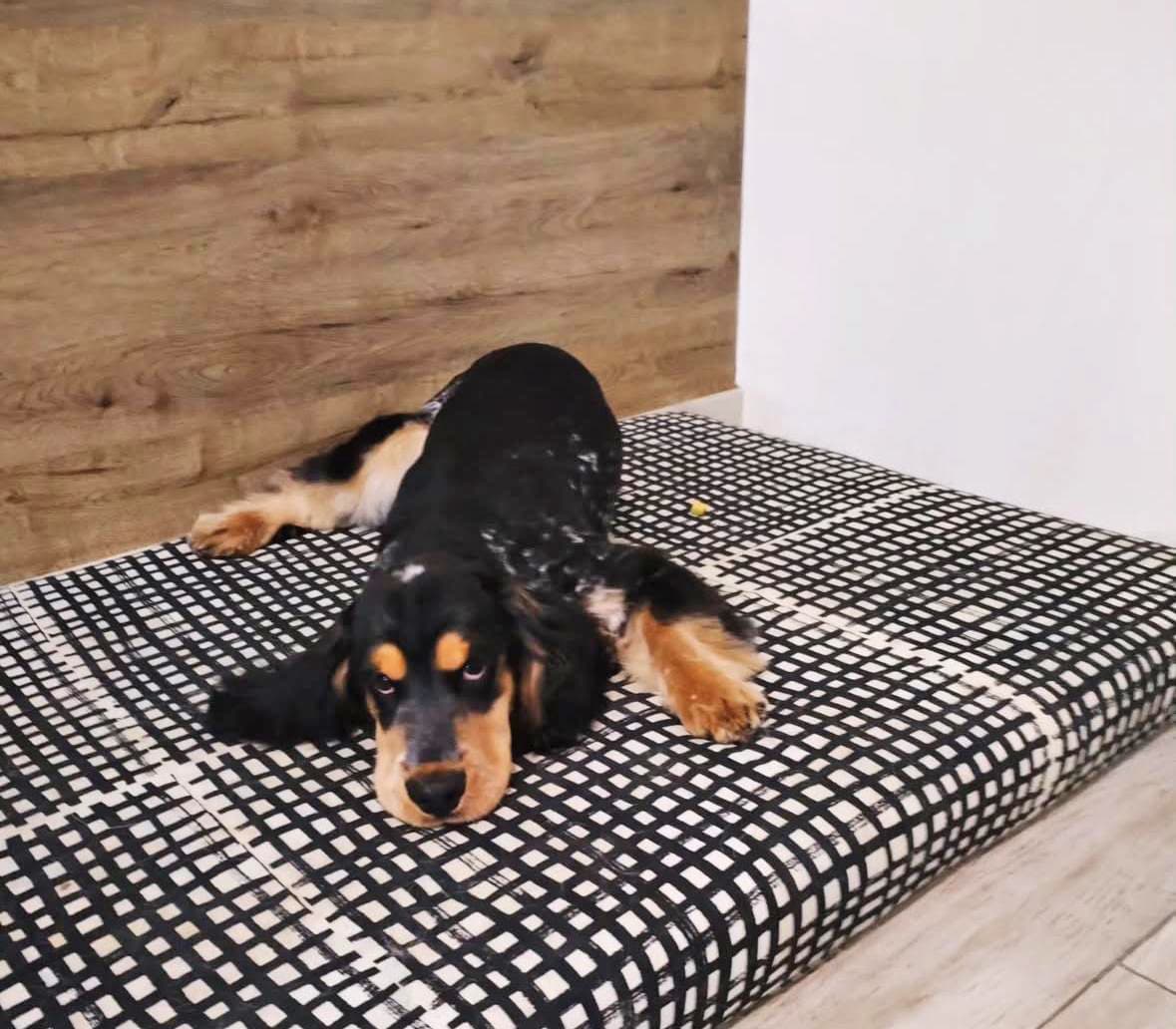 Mi Mascota Barrocás