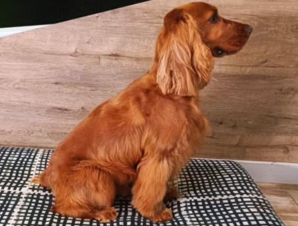 Todo lo que tu mascota necesita, en un solo lugar