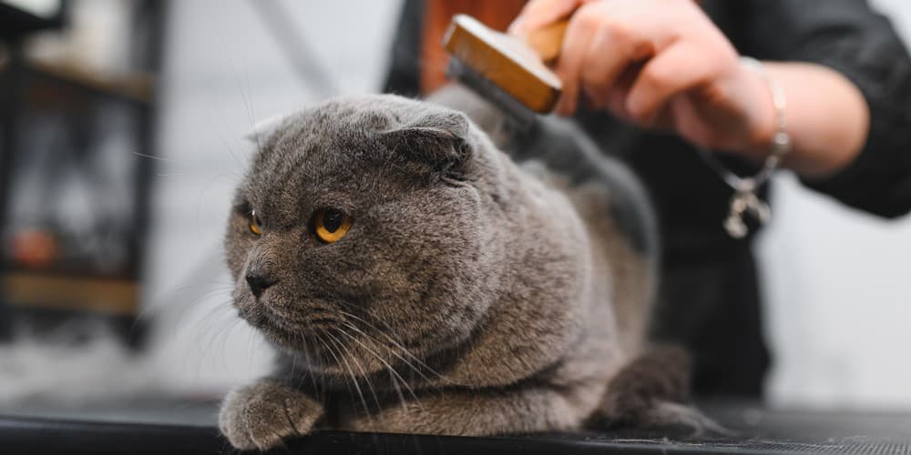 peluquería canina en Ourense