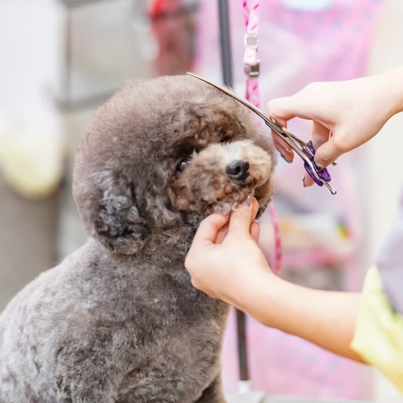 Peluquería perros en Ourense