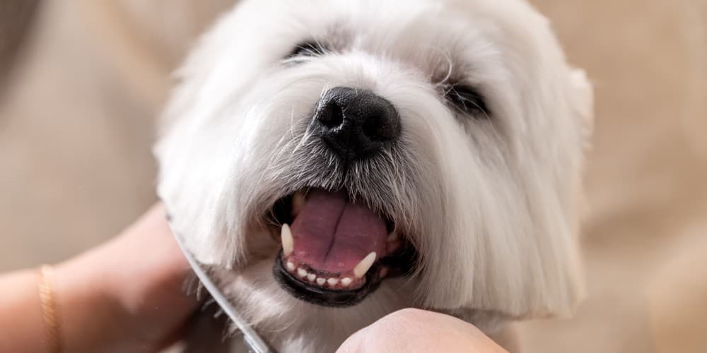 peluquería de mascotas en Ourense