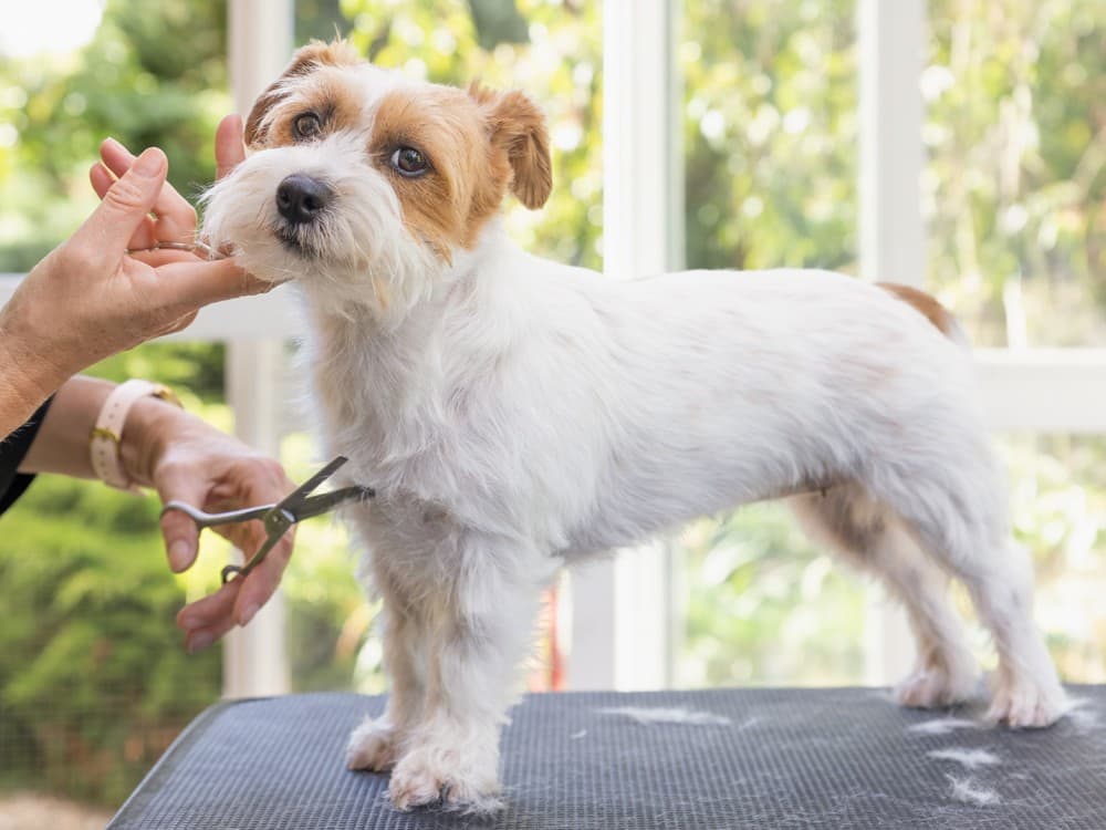 peluquero de mascotas en Ourense