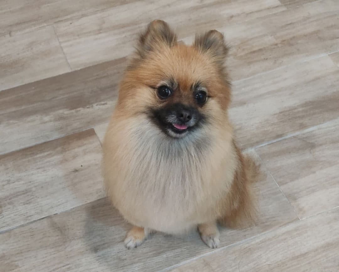 Peluquería de mascotas en Ourense