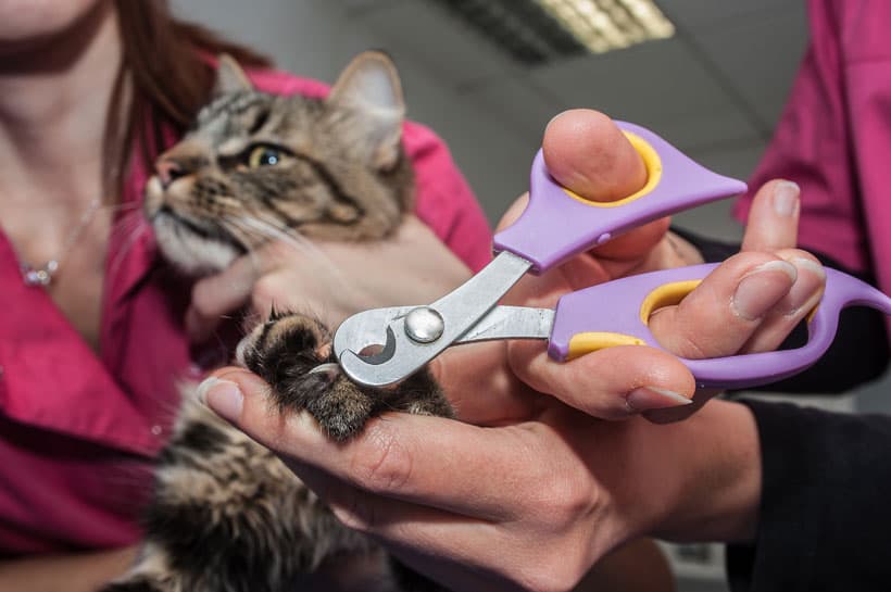 Cotar uñas a mascotas en Ourense