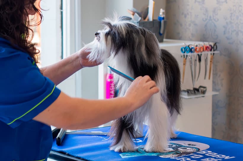 Peinar mascotas en Ourense