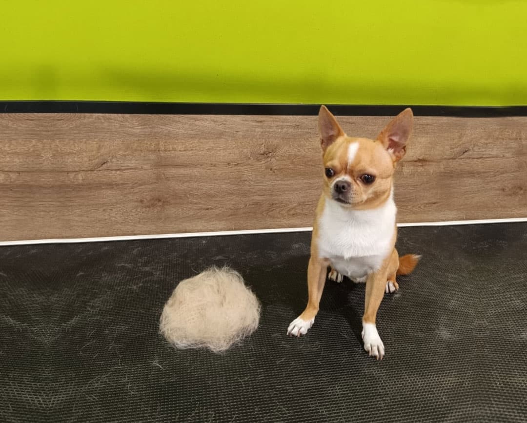 Peluquería canina en Ourense