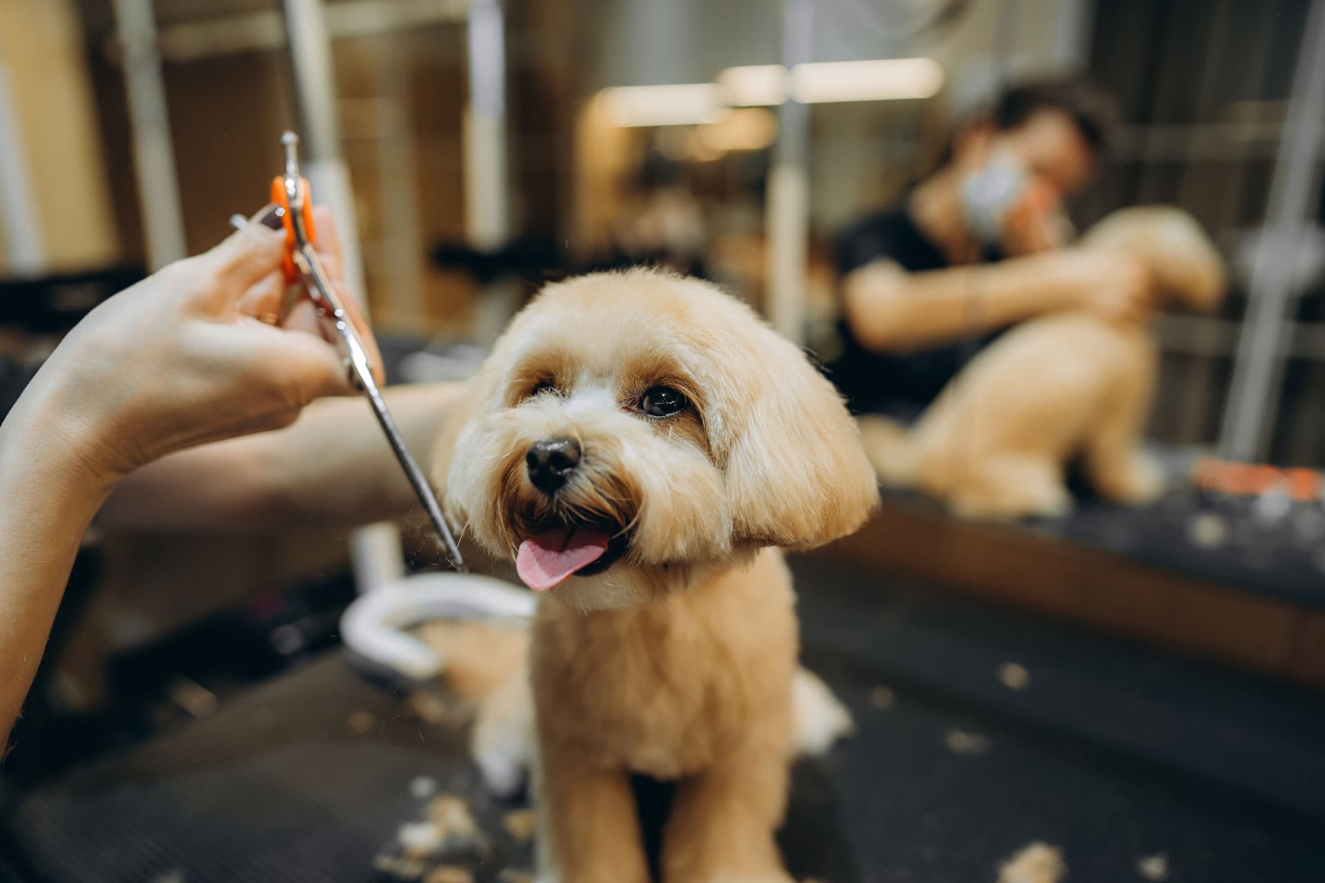 Peluquero de mascotas en Ourense