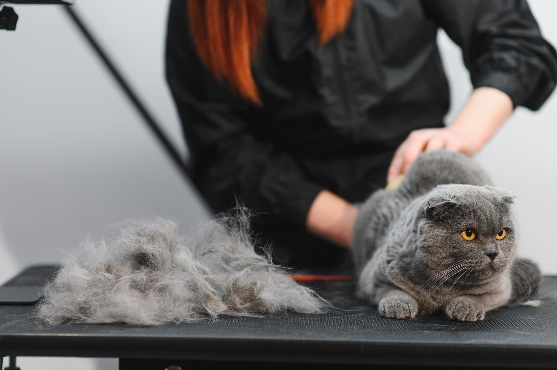 Ven a visitarnos a Mi Mascota Barrocás