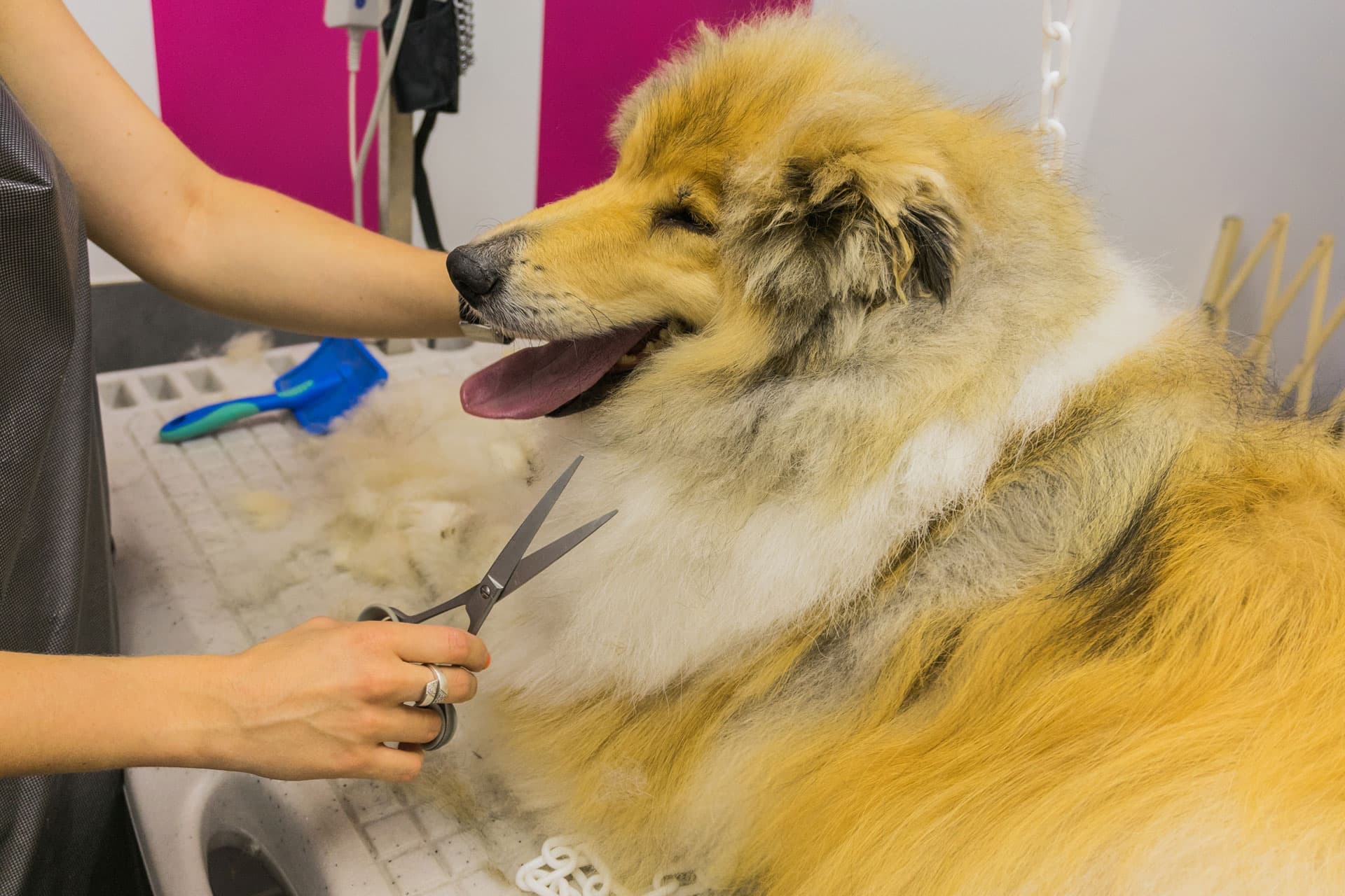 Peluquería de mascotas en Ourense