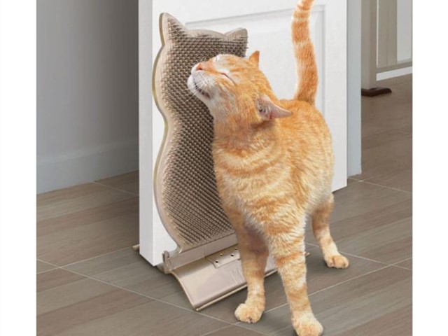 Kong connects Kitty comber