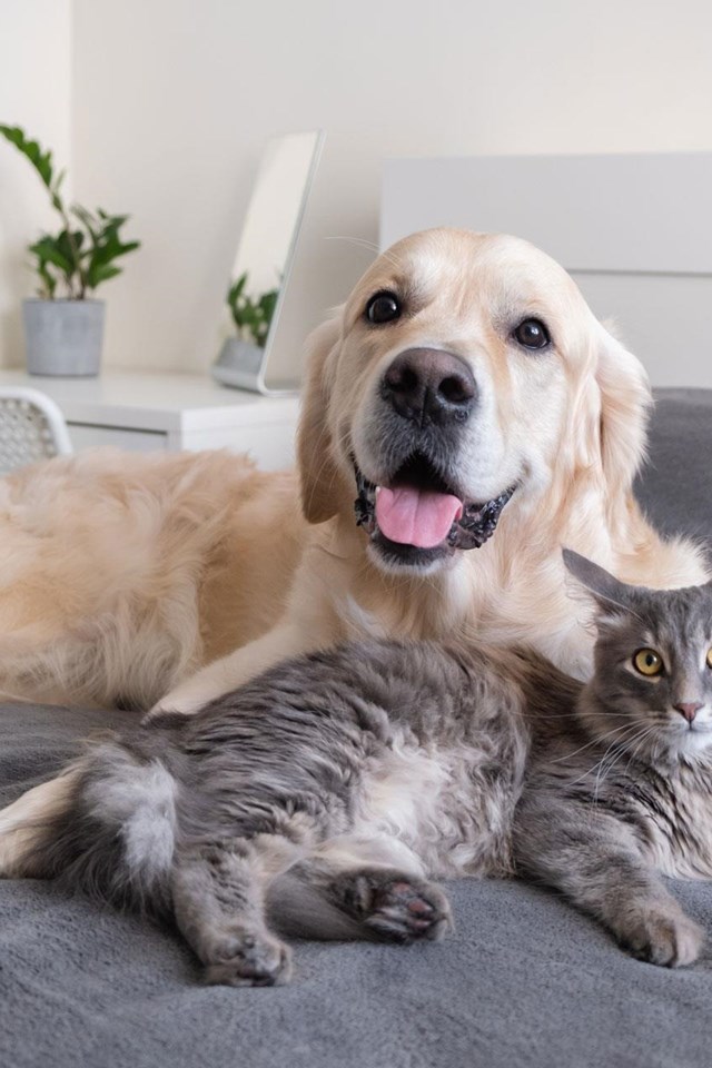 Lavandería autoservicio para ropa de mascotas